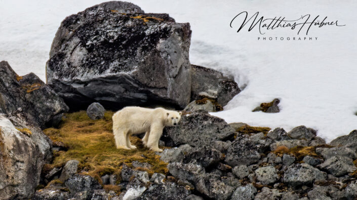 Polar Bear Playing Raudfjord Svalbard Norway huebner photography