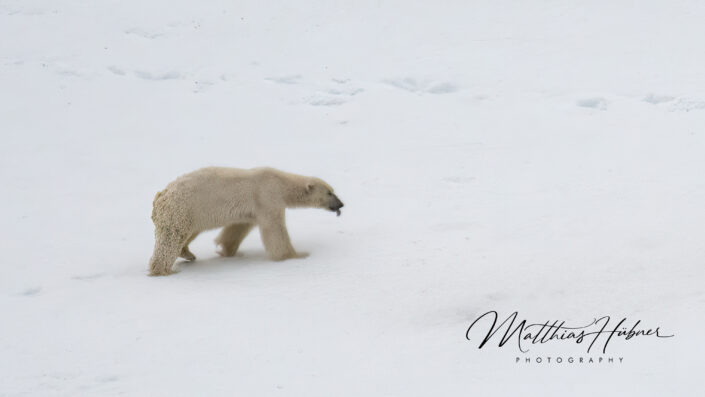 Polar Bear Raudfjord Svalbard Norway huebner photography
