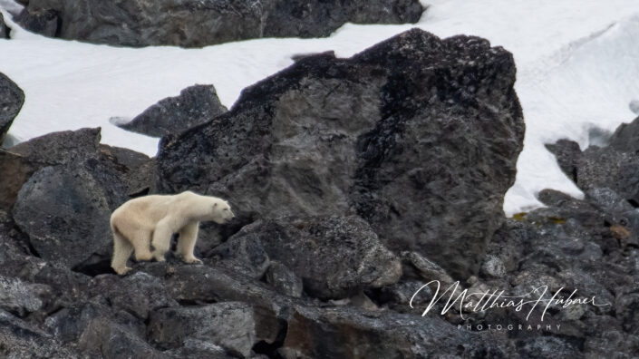 Polar Bear Svalbard Norway huebner photography