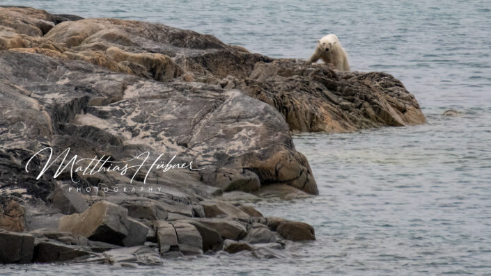 Polar Bear after swimming Graveneset Svalbard Norway huebner photography