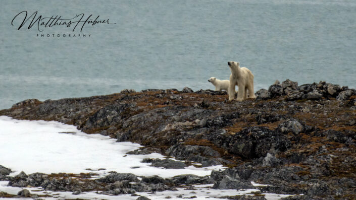 Polar Bear with cup Graveneset Svalbard Norway huebner photography