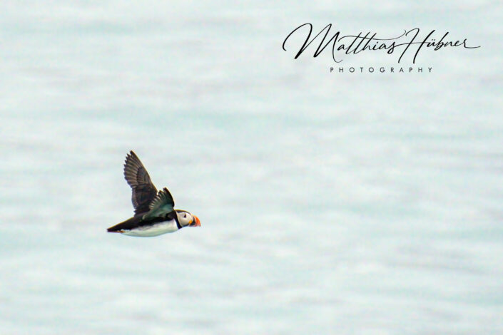 Puffin Flying Svalbard Norway huebner photography