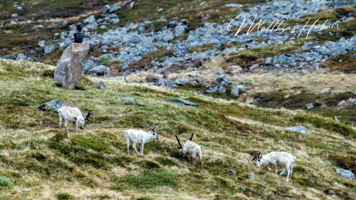 Reindeer Svalbard Norway huebner photography