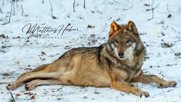 Relaxed Wolf Hundshaupten Germany huebner photography