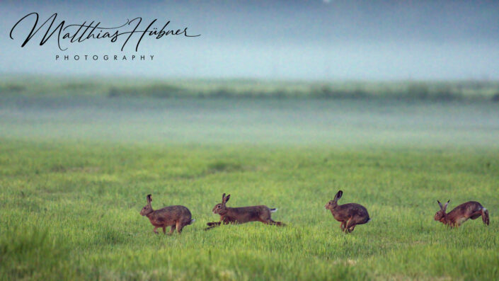 Running Hares Erlangen huebner photography