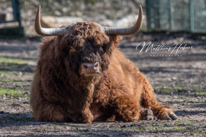 Scottish Highland Cattle Zoo Nuremberg Germany huebner photography
