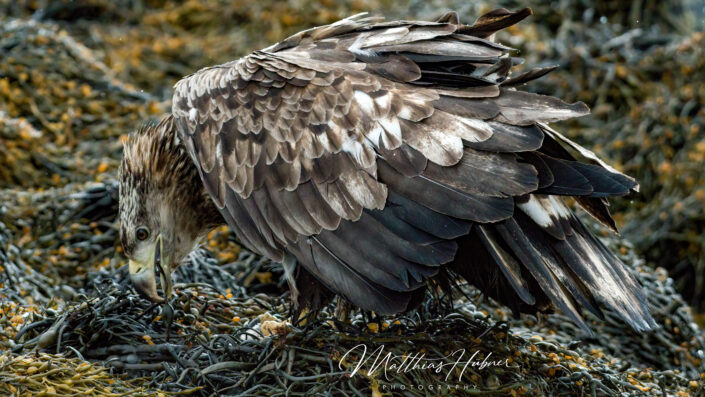 Sea Eagle Eating Fish Svolvaer Norway huebner photography