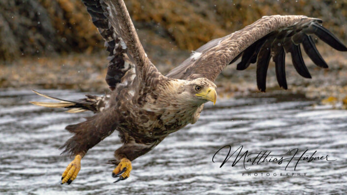Sea Eagle Flying Wild Svolvaer Norway huebner photography