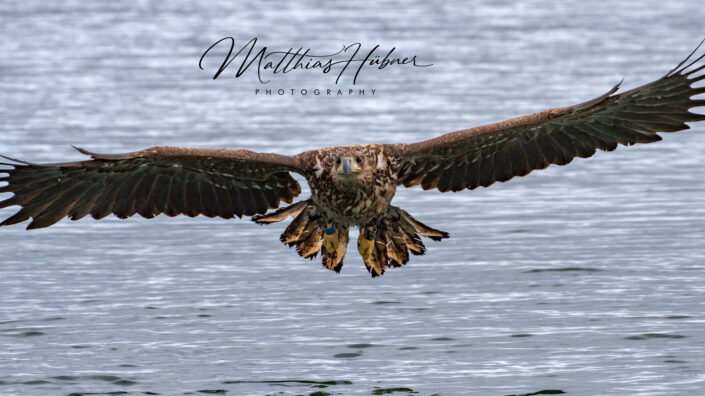 Sea Eagle Spreading Wings Svolvaer Norway huebner photography