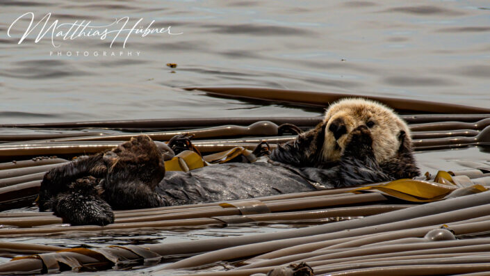 Sea Otter Vancouver Island Canada huebner photography