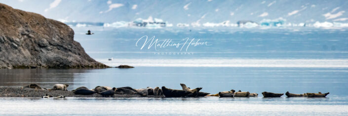 Seal Colony Ny Alesund Svalbard Norway huebner photography