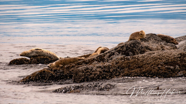 Seal Vancouver Island Canada huebner photography