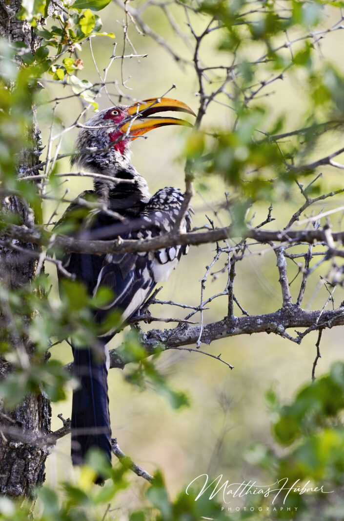 Southern Yellow Billed Hornbill South Africa huebner photography