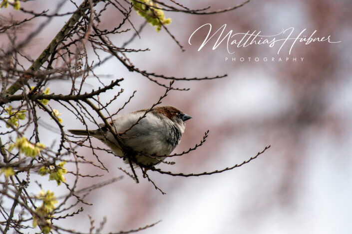 Sparrow Spring Erlangen Germany huebner photography