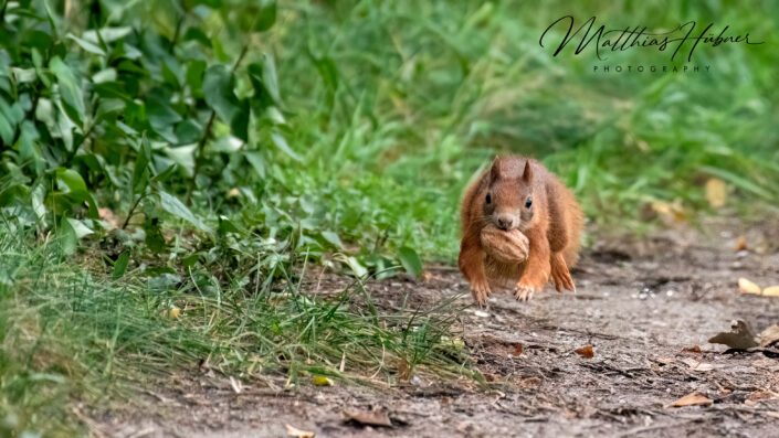 Squirrel with Nut Erlangen Germany huebner photography