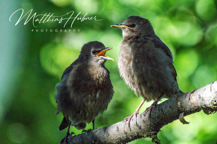Starling Chicks Uttenreuth Germany huebner photography
