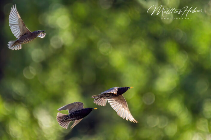 Starlings Flying Erlangen Germany huebner photography