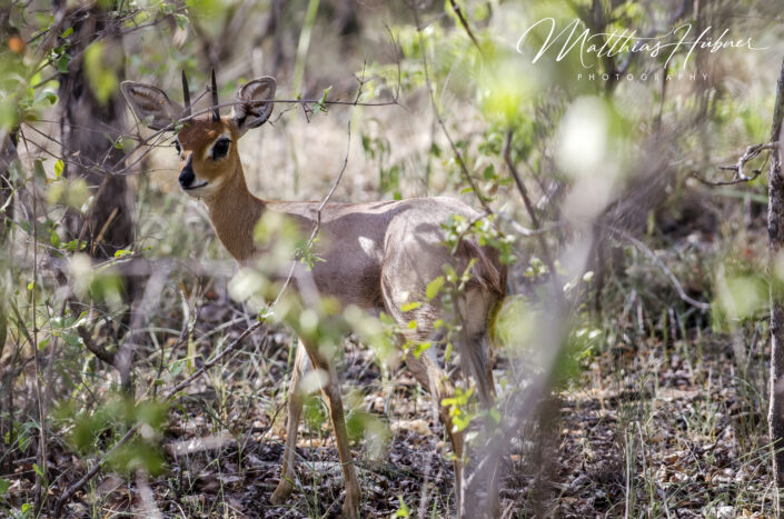 Steenbok South Africa huebner photography