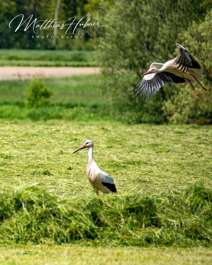 Storks Neustadt bei Coburg Germany huebner photography