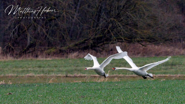 Flying Swan Couple Dechsendorf Germany huebner photography