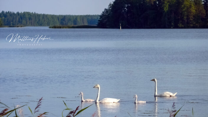 Swan Family Unnukka Finland