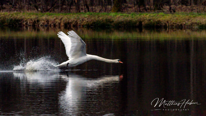 Swan Flying Dechsendorf Germany huebner photography
