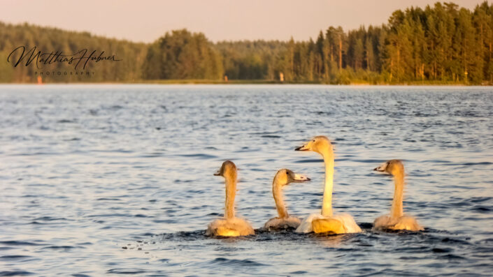 Swans Unnukka Finland
