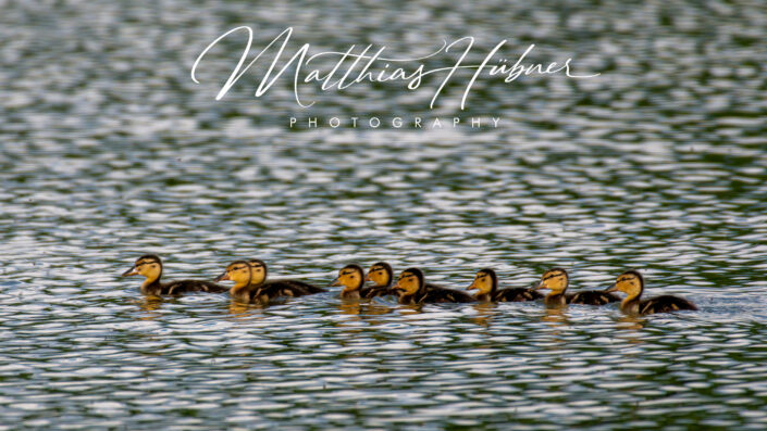Swiming Duck Chicks Uehlfeld huebner photography