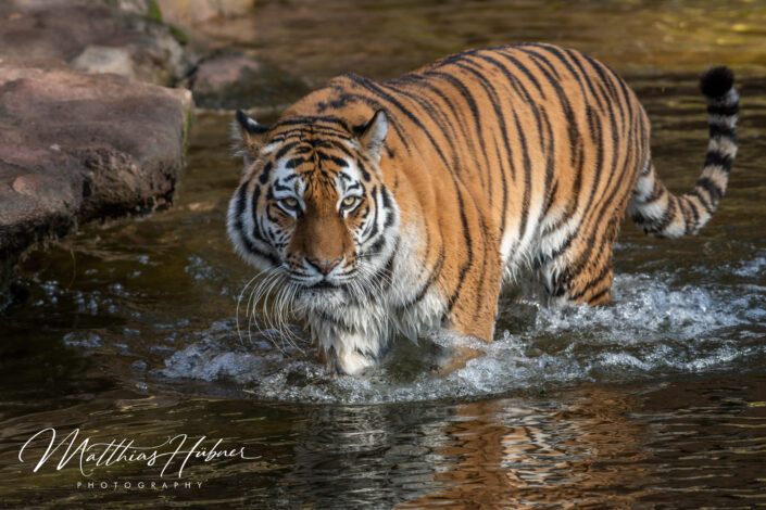 Tiger Zoo Nuremberg Germany huebner photography
