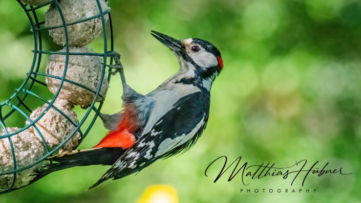 Visiting Great Spotted Woodpecker Uttenreuth Germany huebner photography