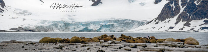 Walrus Colony Svalbard Norway huebner photography