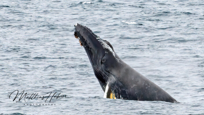 Humpback Whale Svalbard Norway huebner photography