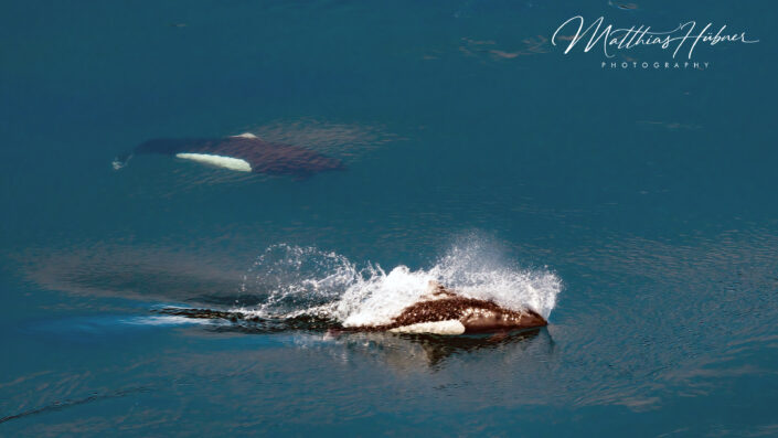 White Flanked Porpoises Alaska