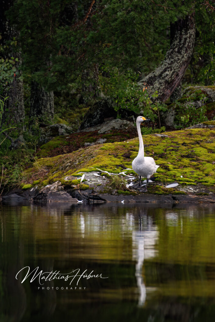 Whooper Swan Finland huebner photography