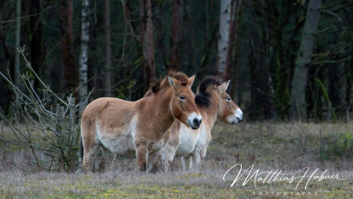 Wild Horses Tennenlohe Erlangen Germany huebner photography