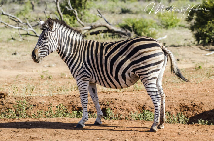 Zebra South Africa huebner photography