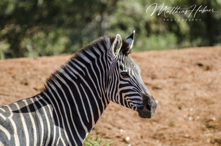 Zebra South Africa huebner photography