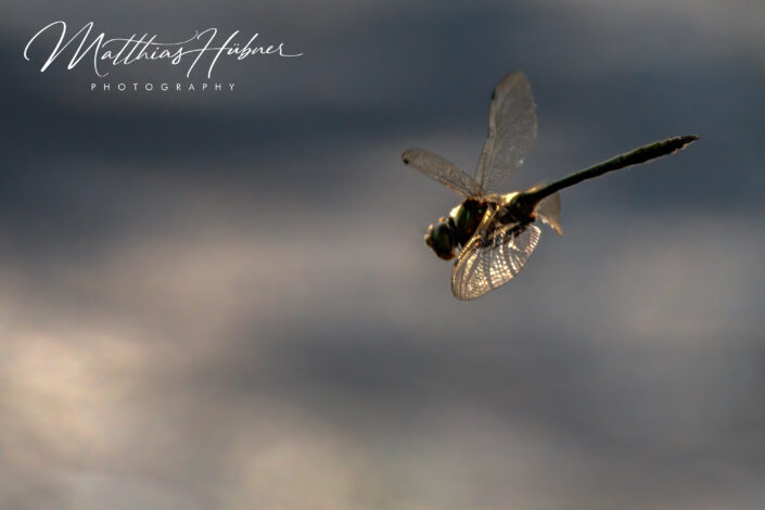 dragon fly muuttosaaret finland huebner photography